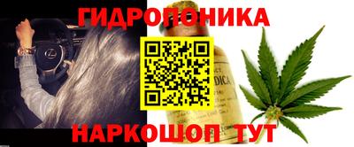 бошки Кингисепп