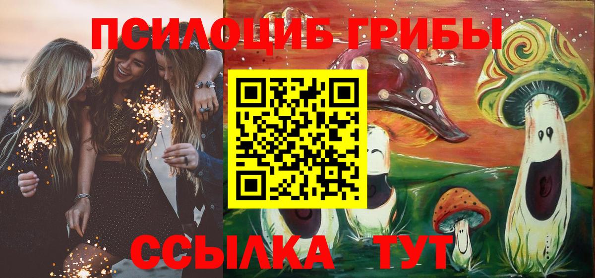 Галлюциногенные грибы Psilocybe Карачаевск